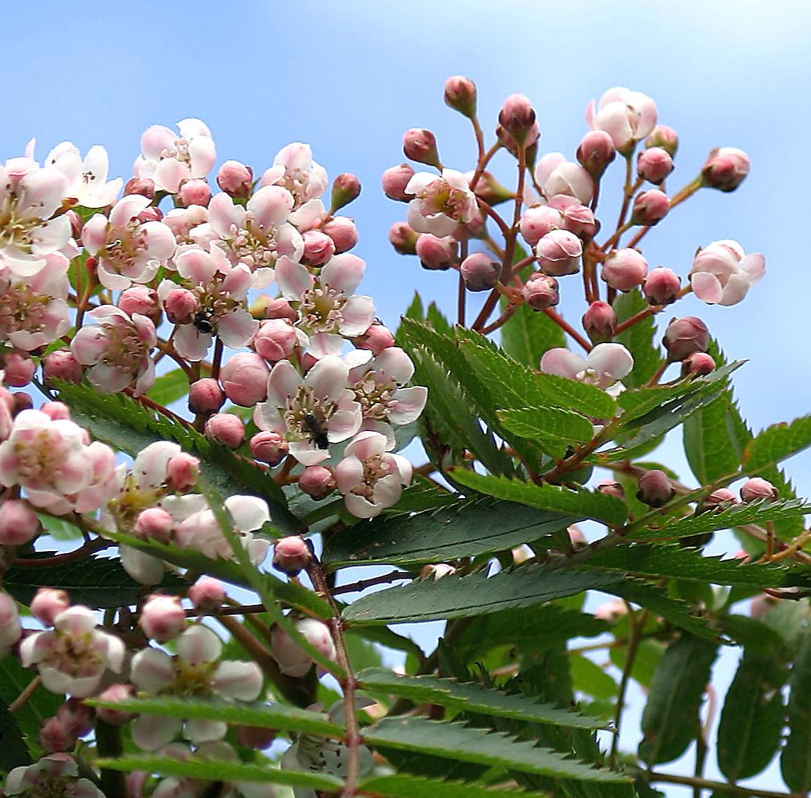 Sorbus cashmiriana