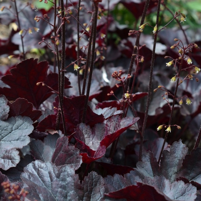 Heucherella red rover