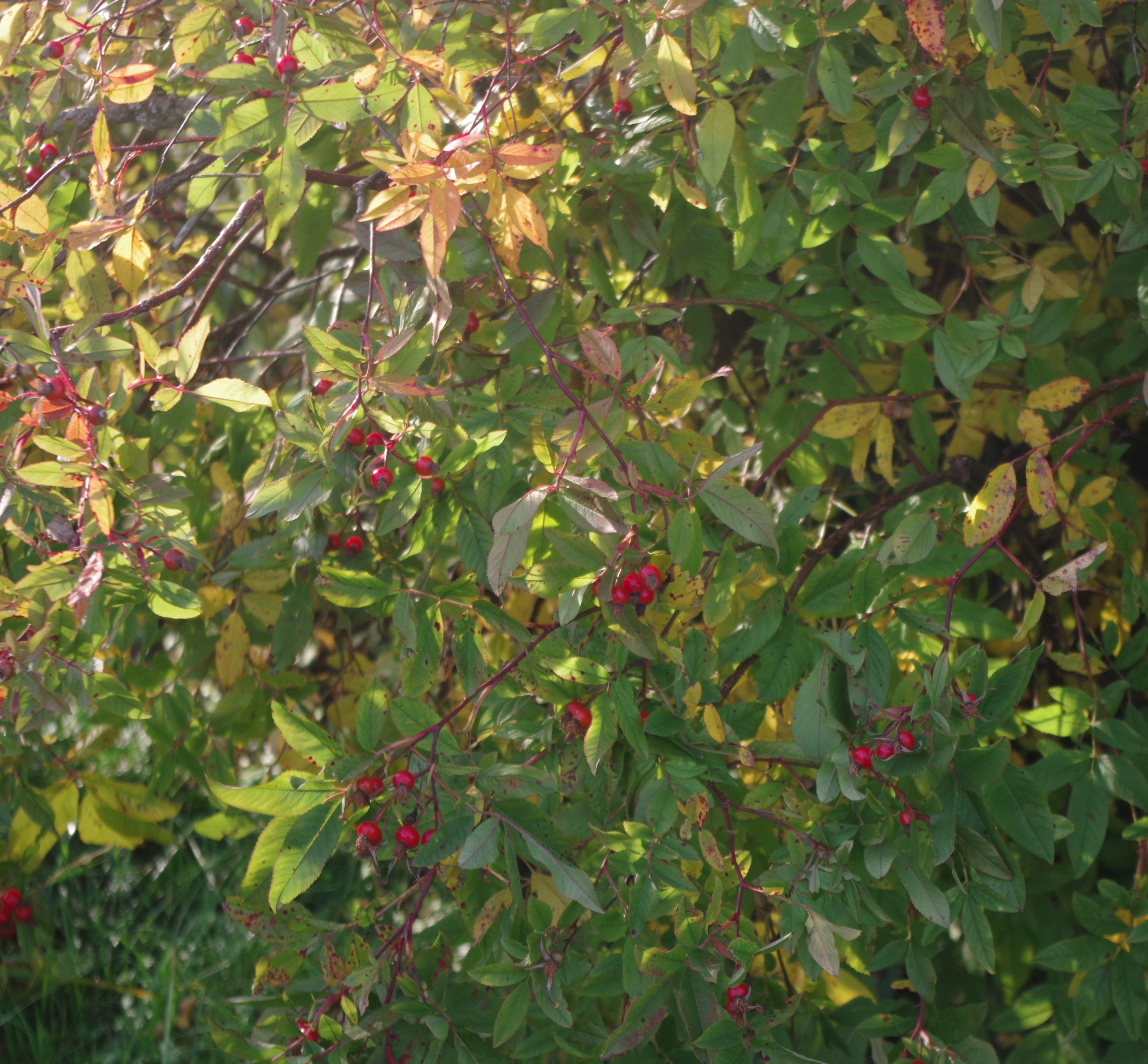 Rosa Palustris Soo kibuvits NOORTAIM J rvselja ppe Ja Katsemetskond Rosa Palustris Soo kibuvits NOORTAIM J rvselja ppe Ja Katsemetskond